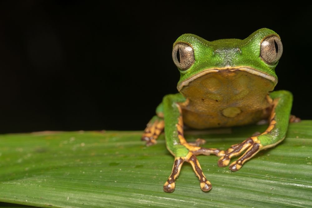 White-lined Monkey Frog
