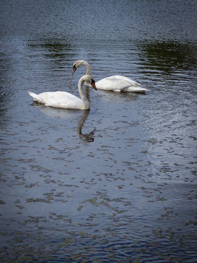 Photograph by Оксана Радзиевская