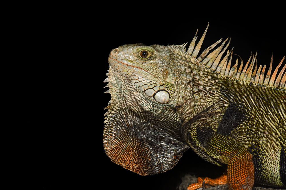 Photograph by Aarón Santiago Varela Velásquez