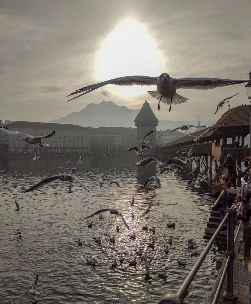 Швейцария. Люцерна. Чайки.