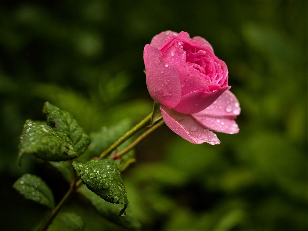 Photograph by Оксана Радзиевская