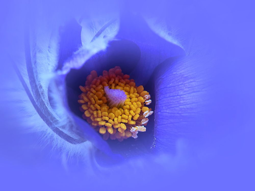 Движение цвета: от  оттенков синего, белого,  до  оттенков красного