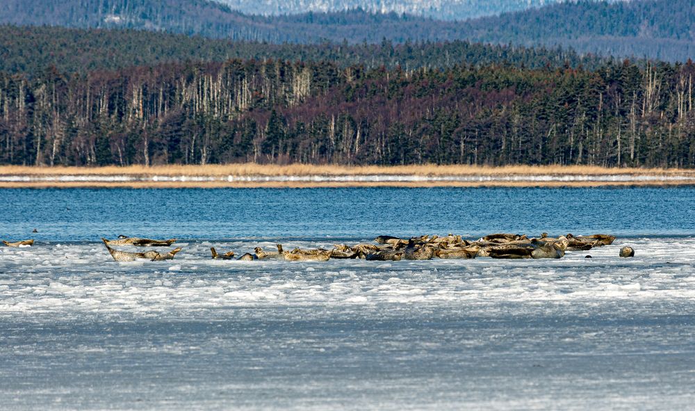 Солнечные ванны...