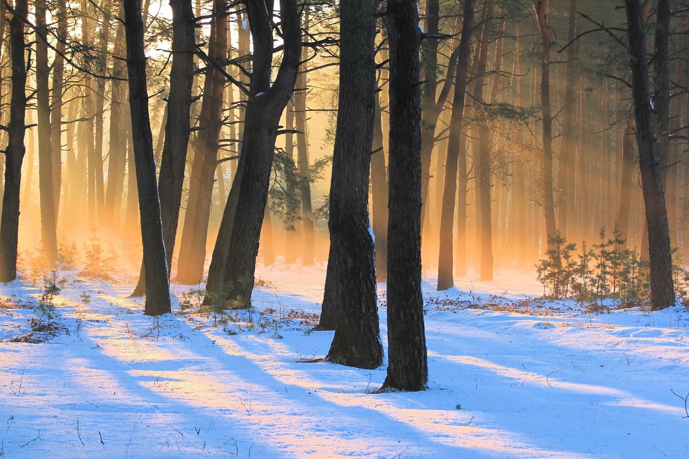 Утро в заповедном лесу