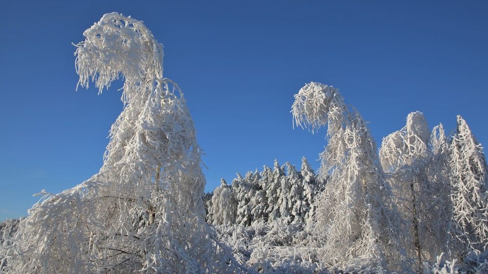 "Белые ходоки"