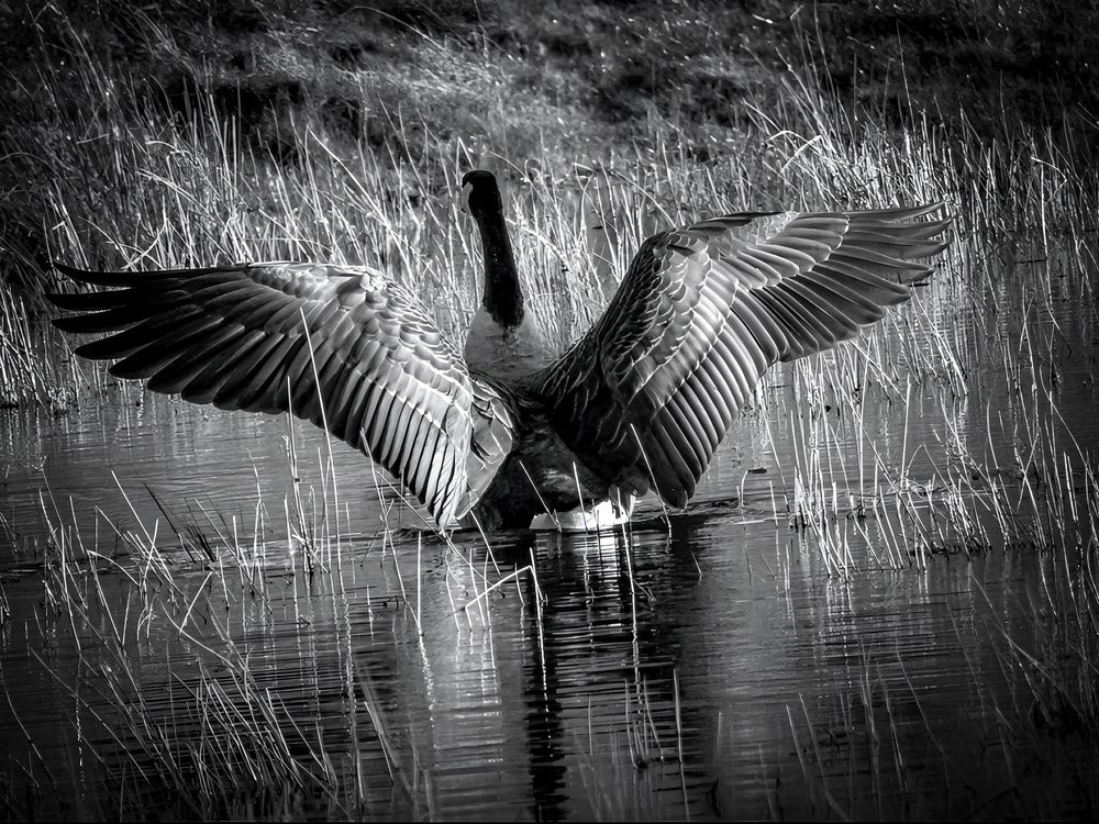 Фотография автора Michael Gault