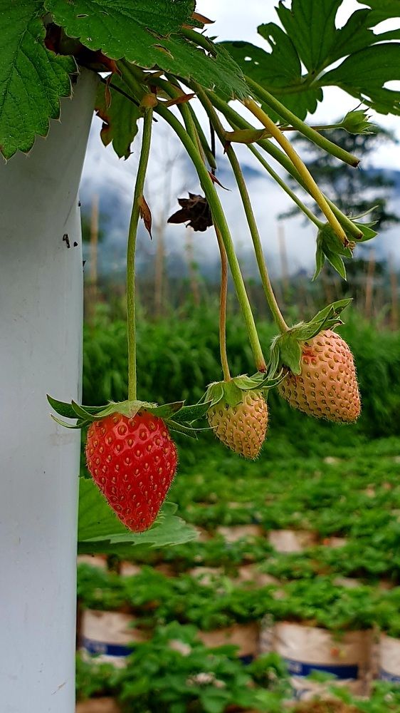 Photograph by Kuncoro PR