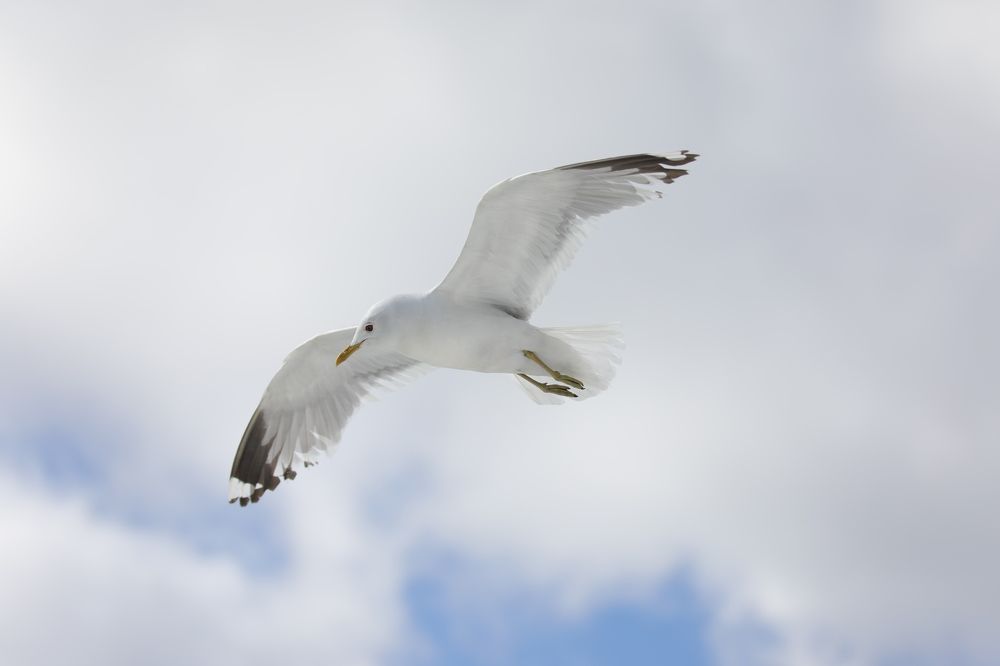 Поиск добычи