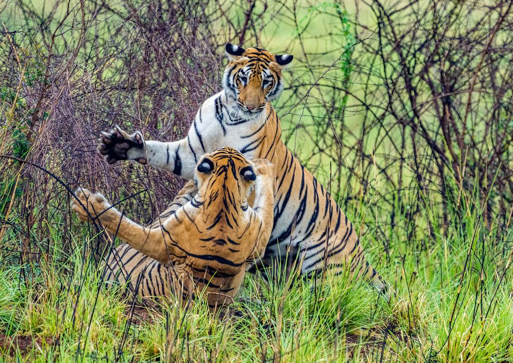 Photograph by Nitin Baste