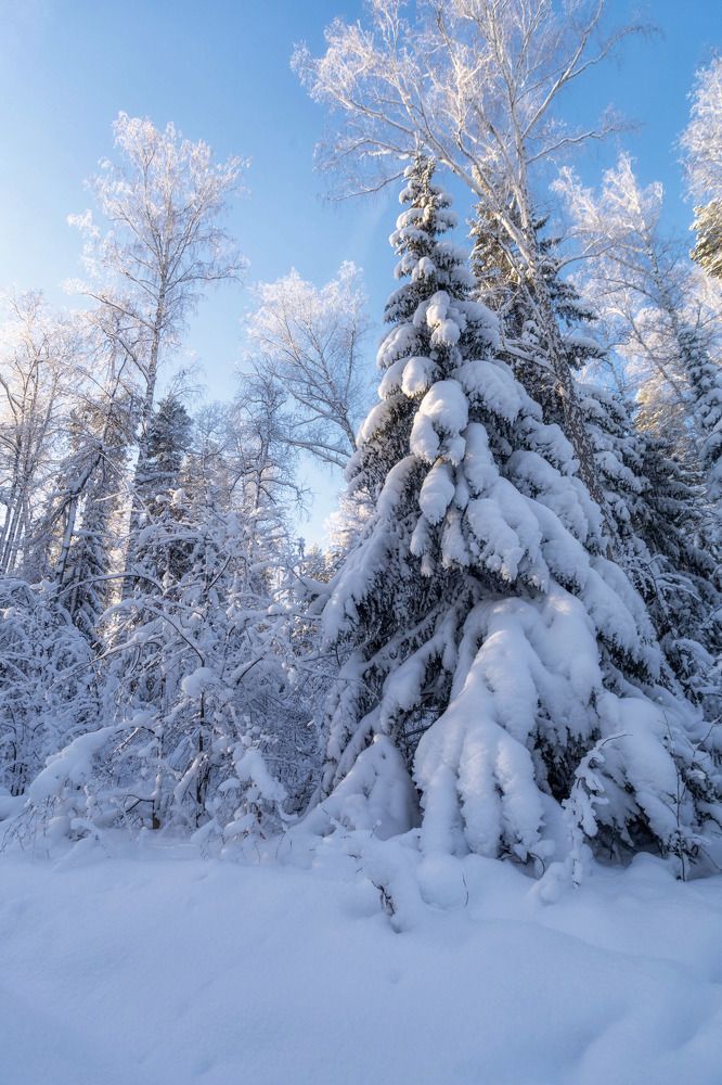 Сказочный заснеженный лес