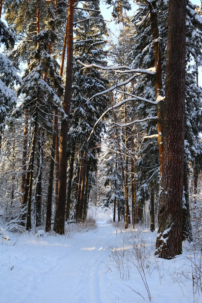 Photograph by Светлана Шуткова