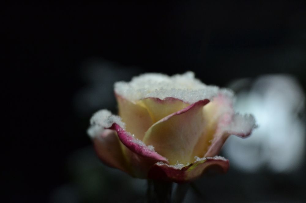 выносливый страх