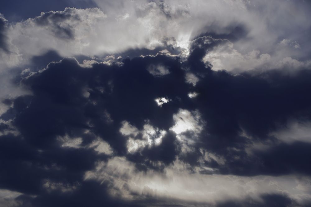 Лохматый пёс.