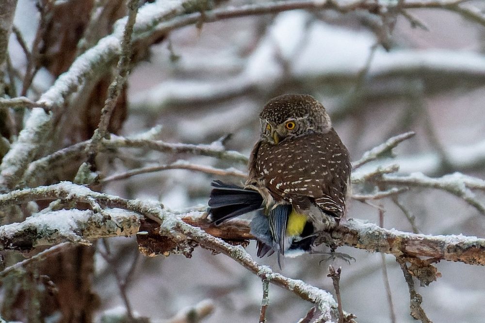 Удачная охота