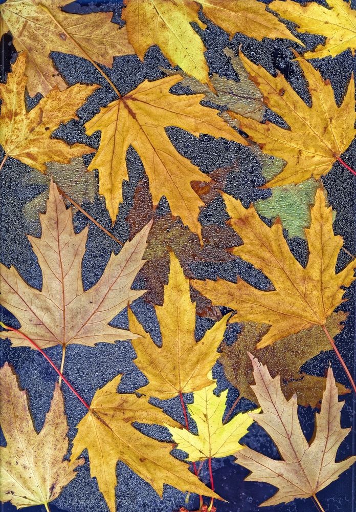 Кленовый сироп...