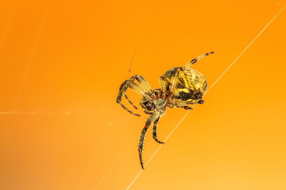 Фотография автора Ismail SAIDI