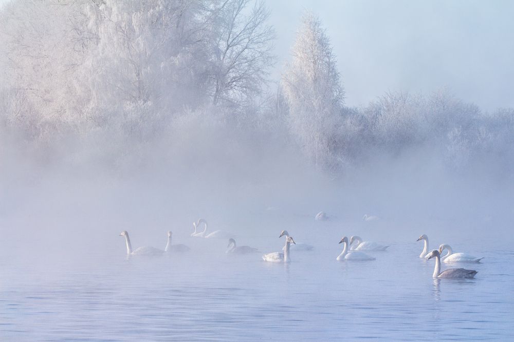 Лебединое озеро в куржаке.
