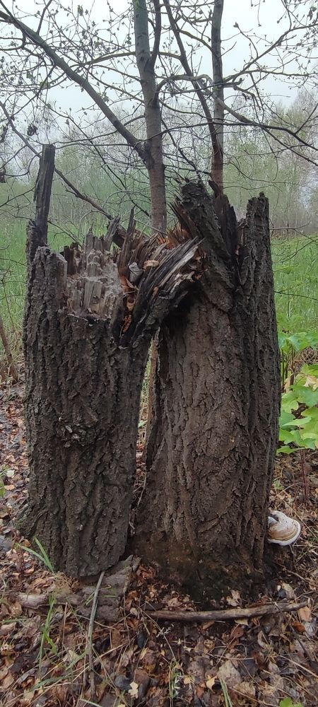 Photograph by Надежда