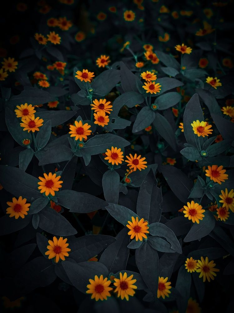 Photograph by Thimira dinisuru