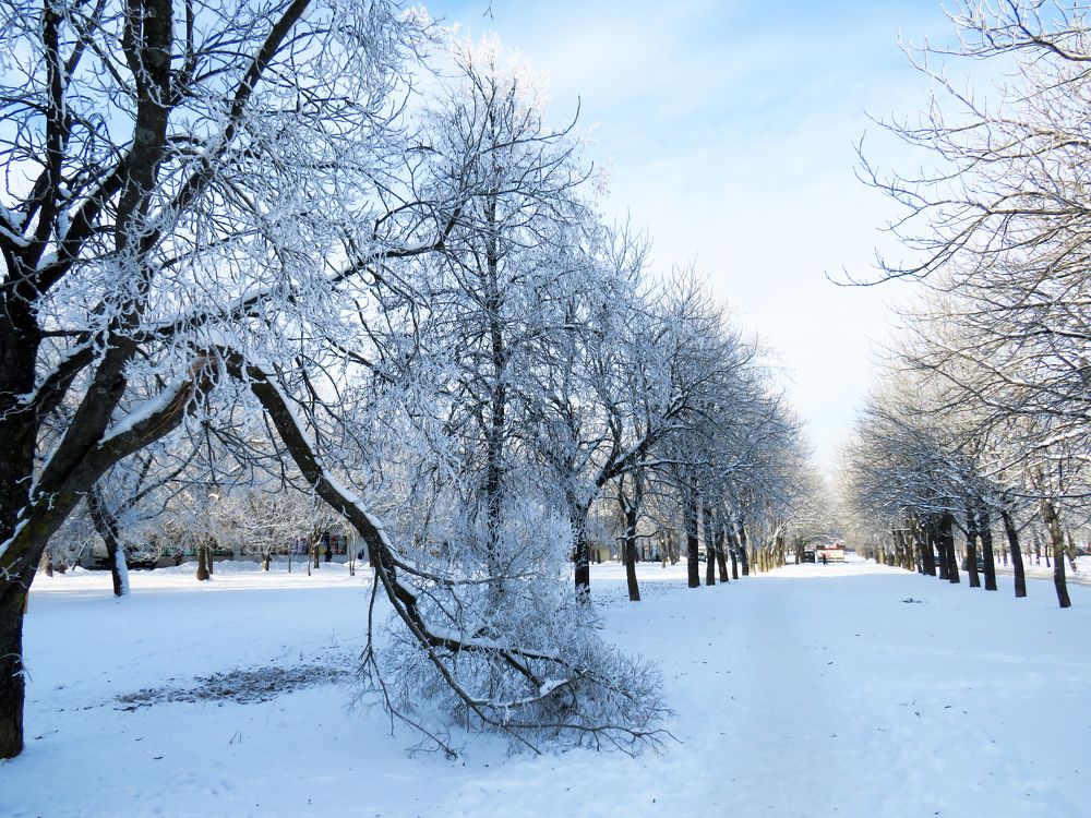 Early frosty morning