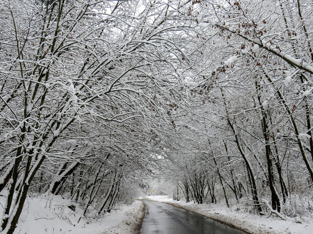 Snow covered trees along the road