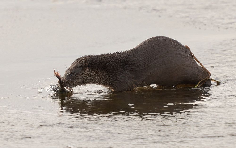 Выдра (Лен.обл., Волосовский р-н., р. Оредеж)