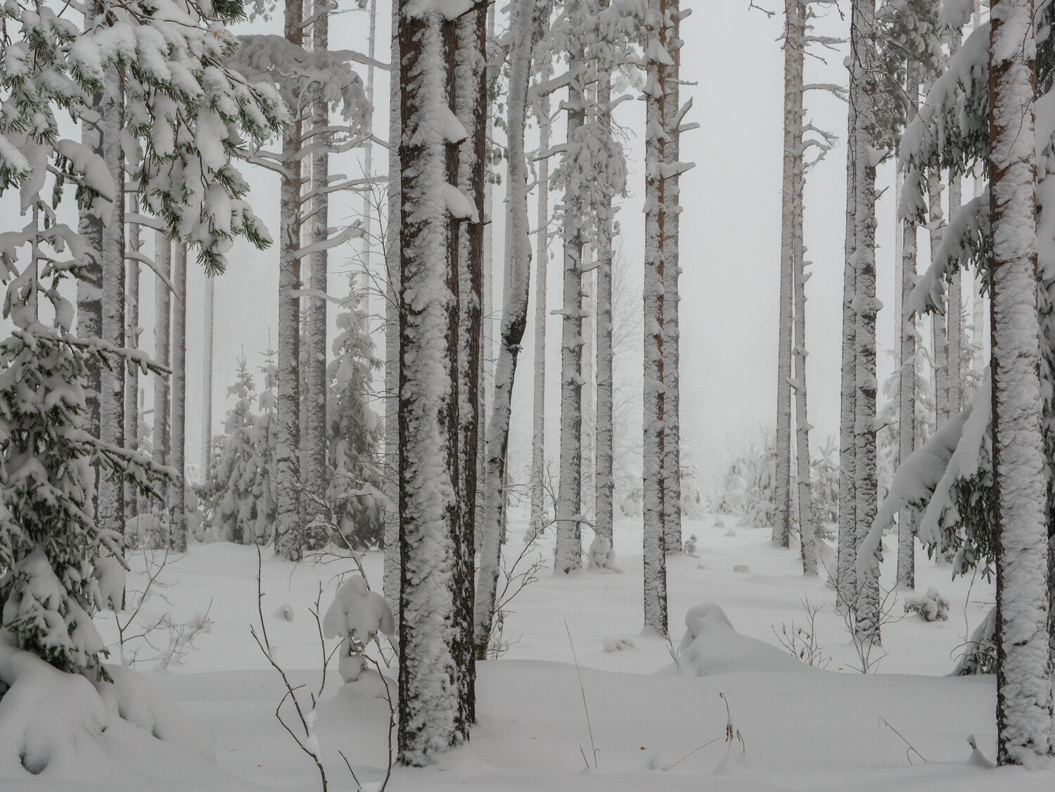 Photo #8475765