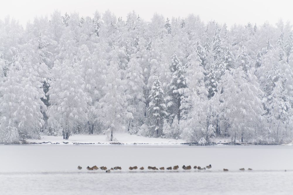 Photograph by Олег Бережных