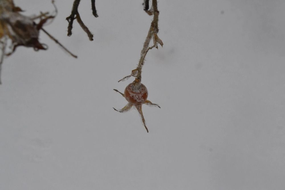 Фотография автора Антонина Клементьева