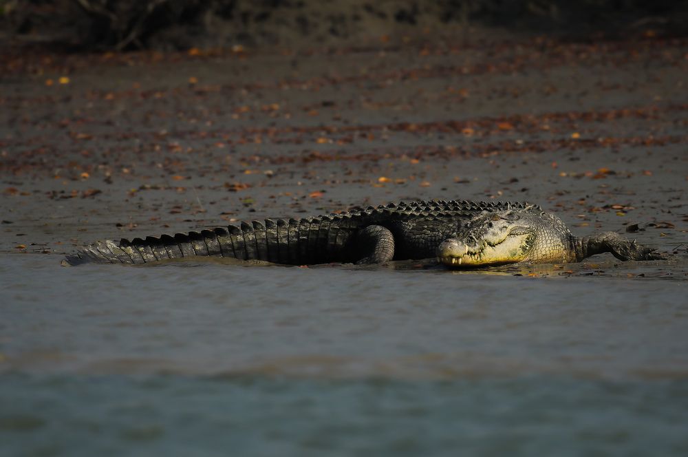Фотография автора Abhishek Ghosh