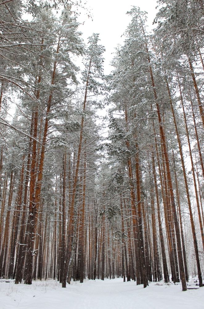 Зимний лес