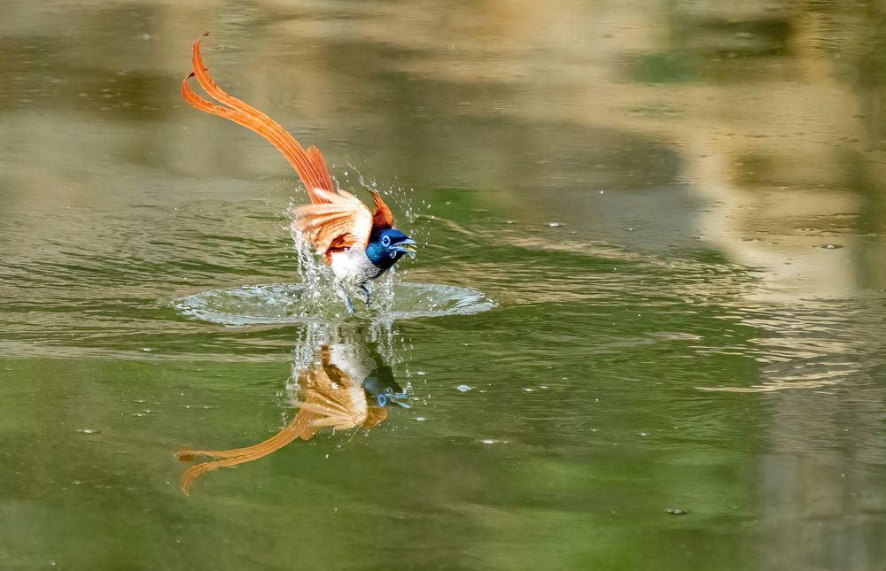 Photograph by Nitin Baste