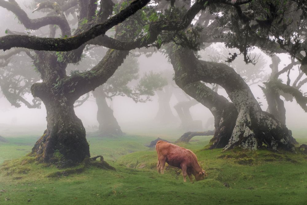The cows of misty Fanal