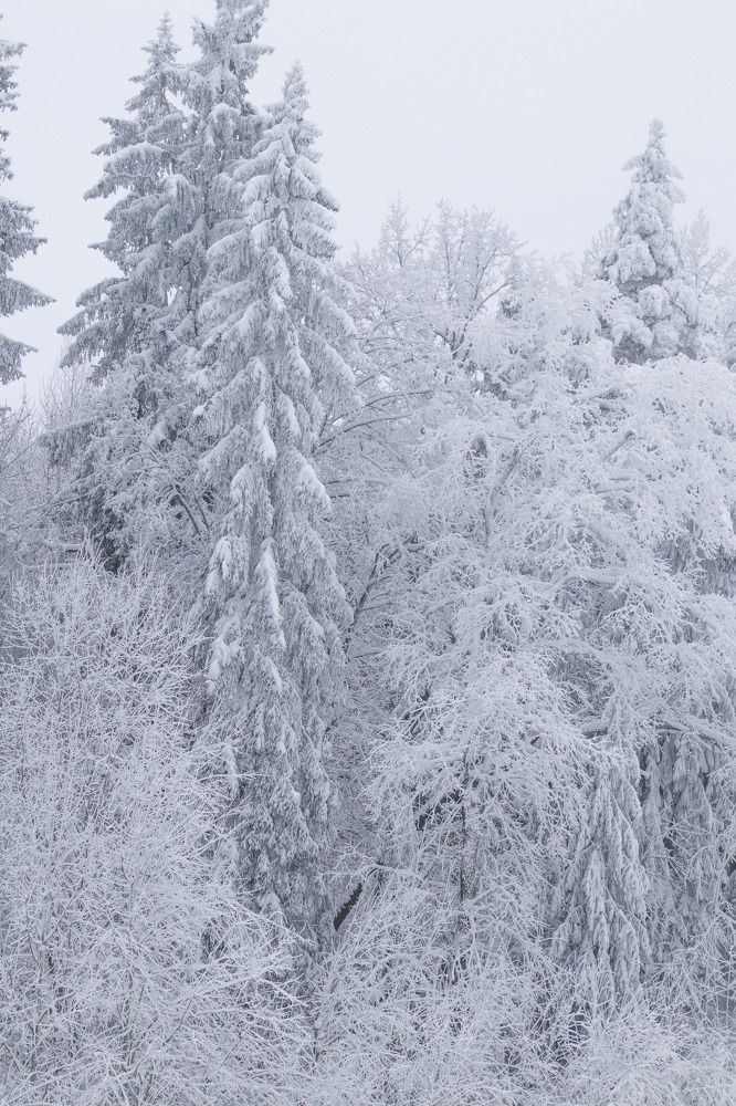 Фотография автора Ольга Никанович
