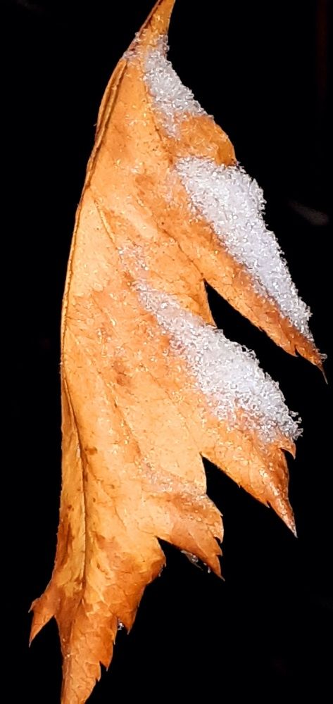 Photograph by Евгения Ульянова