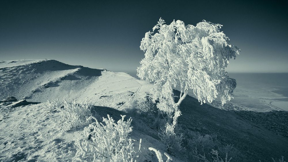 Береза на склоне.