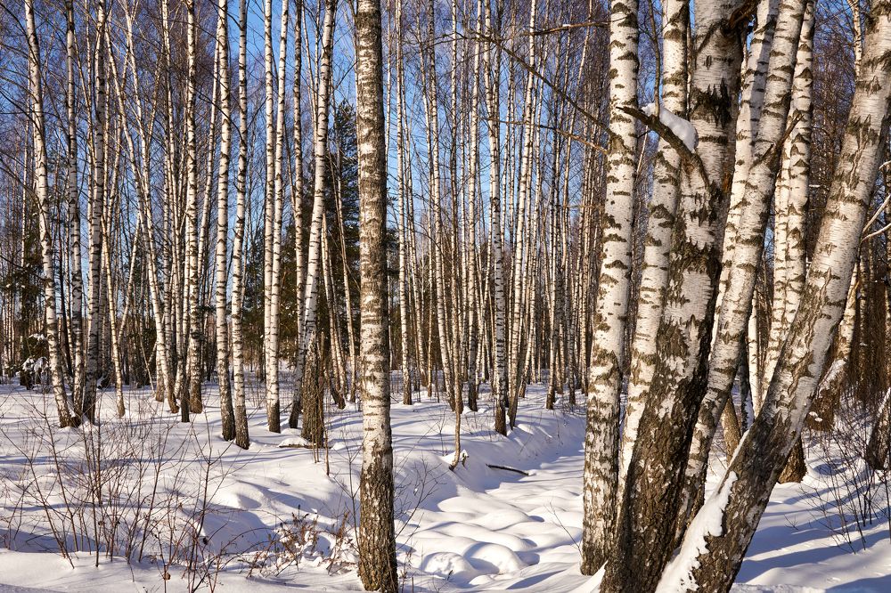 Фотография автора Igors Selivanovs