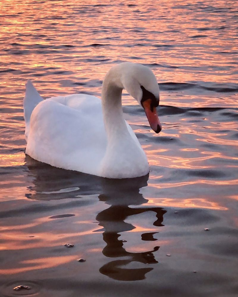 Photograph by Halina Mitsevich