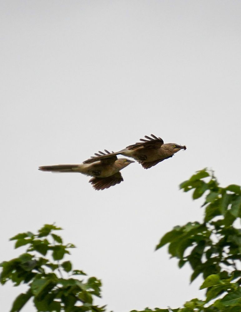 Photograph by Sathyasurya