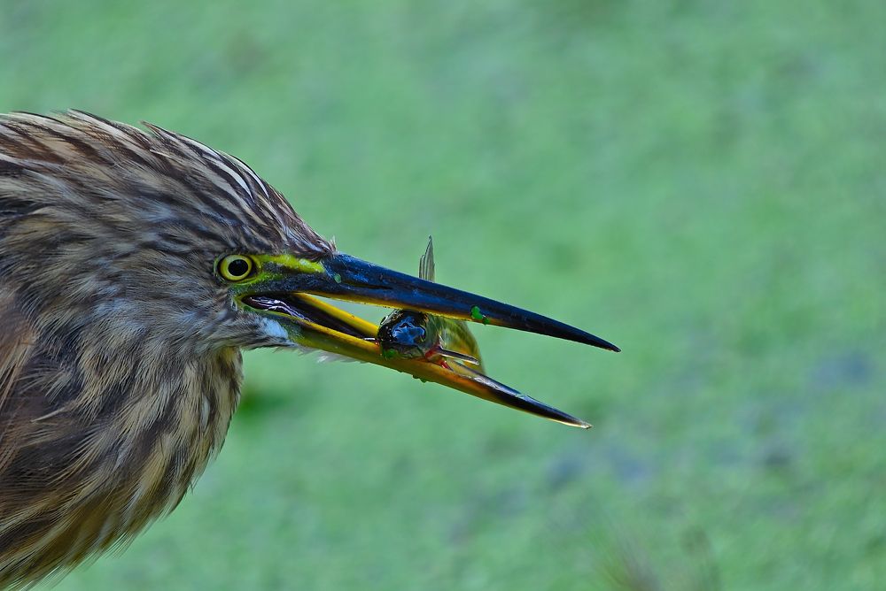 Photograph by Vijay Singh Chandel