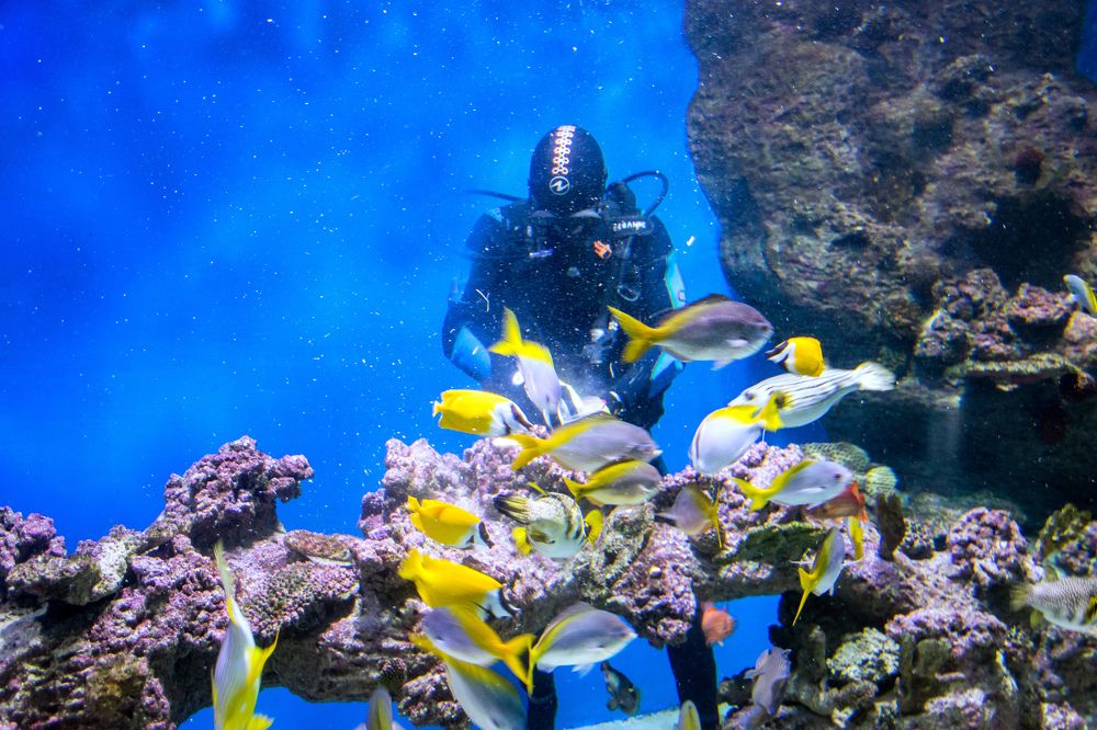 Москвариум. Кормление рыб.