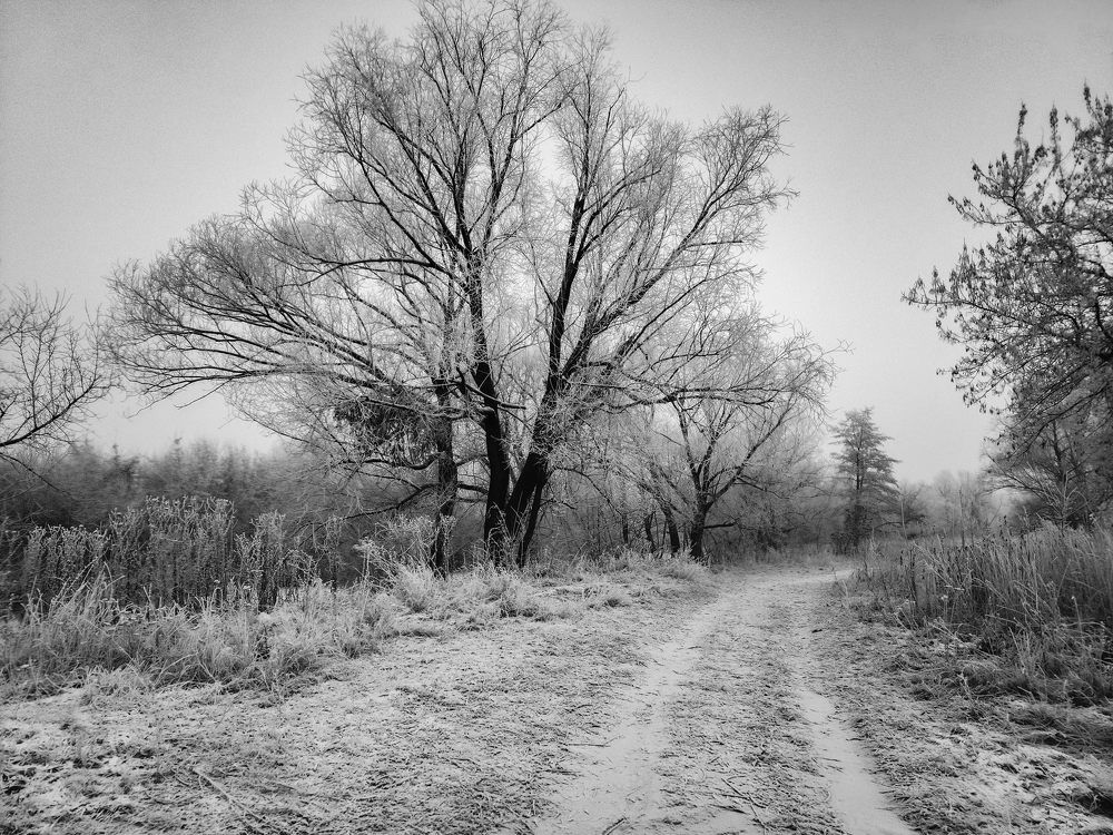 Photograph by mikhail goryachev