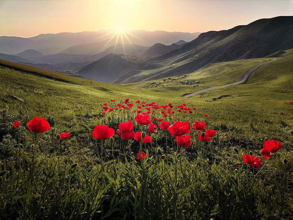 Фотография автора Ali Rouhi