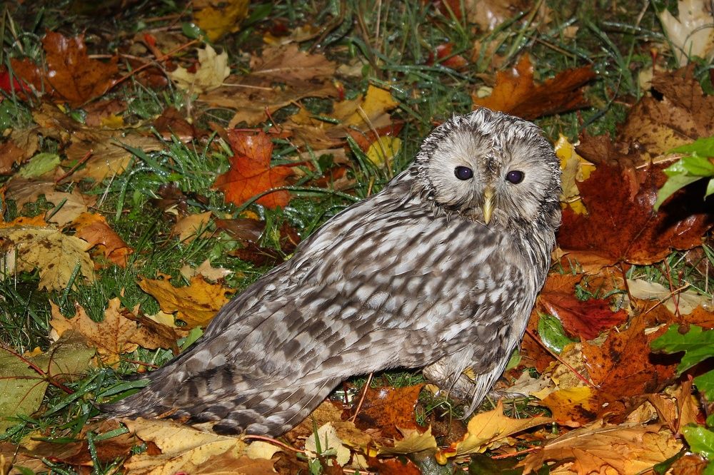 Фотография автора Тамара Караваева