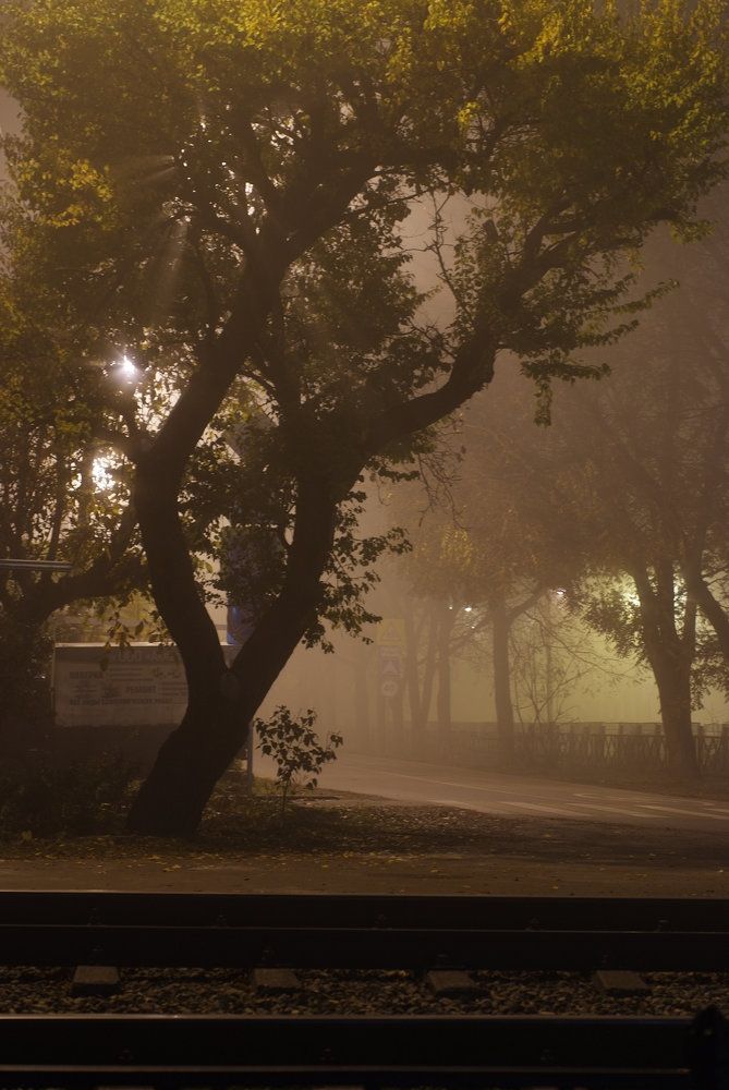 Fog