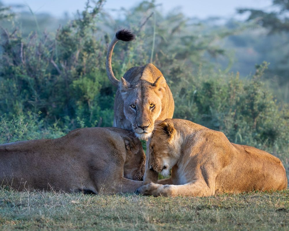 Photograph by Ahmed Galal