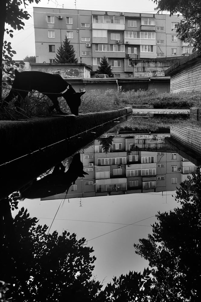 Photo #8478663