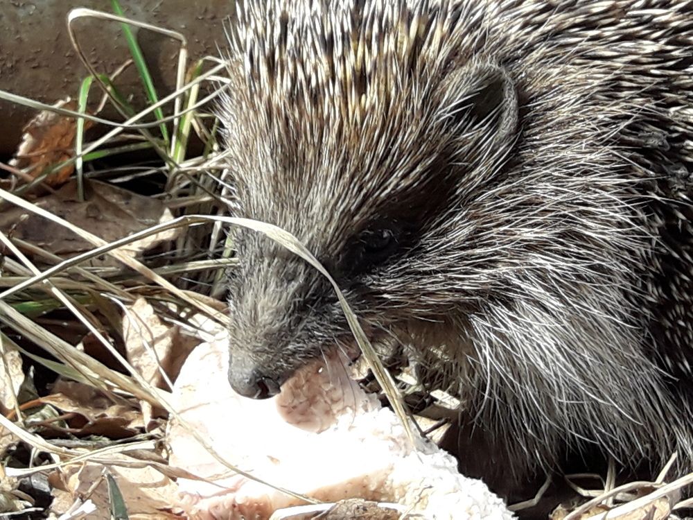 Photograph by Елена Алешкевич