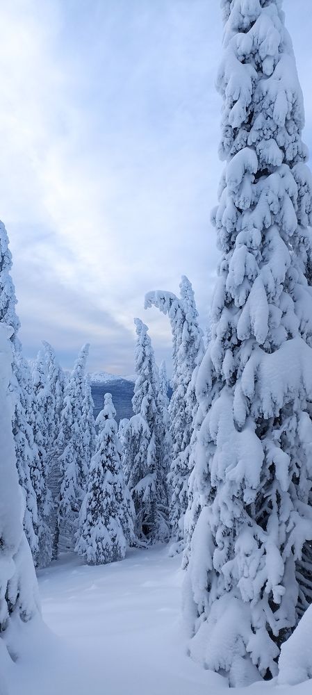 Photo #8479064