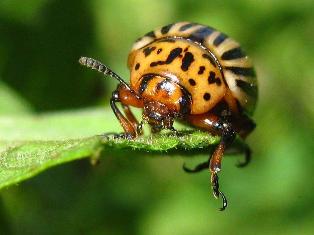 Колорадский картофельный жук.